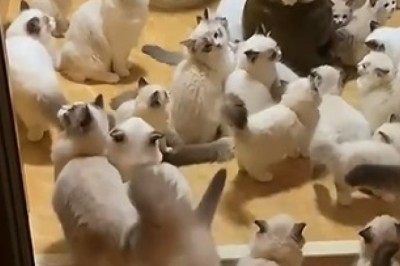 The Purr-fect Squad Goals - An Unforgettable Encounter with a Group of Mesmerizingly Beautiful Cats!