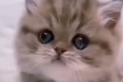 Tiny Cat Takes Over the Internet with Its Unbeatable Cuteness!