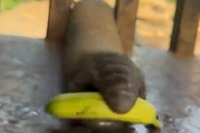 Trunkilicious Fun! Watch This Hilarious Elephant Go Bananas Over Bananas!