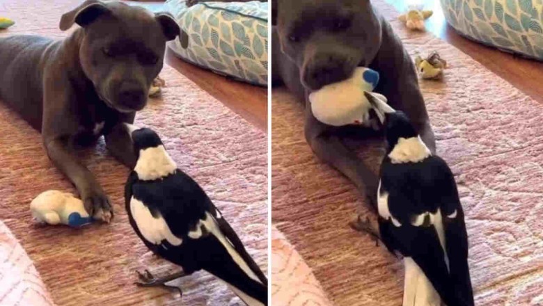 Brave Bird Takes on Pitbull's Plush Toy in Hilarious Showdown