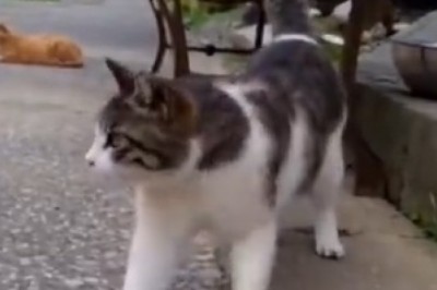 Hilariously Unexpected: Watch What Cats Do When Bored – Prepare for Pure Comedy Gold!