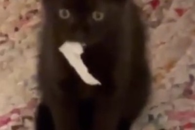 Purrrfect Comedy: Hilarious Cat Goes Bonkers Chewing Paper!