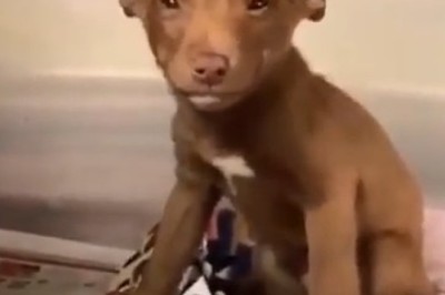 This Adorably Hilarious Dog will Melt Your Heart and Leave You in Stitches!