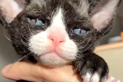 Adorably Tiny: Meet the Cutest and Most Beautiful Small Cat!