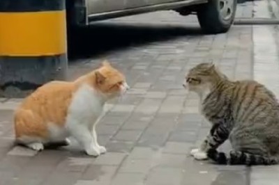 Catapocalypse Now: Hilarious Hair-Raising Battle of Two Fierce Felines!