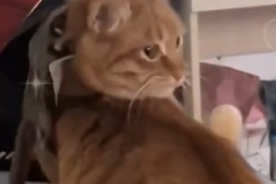 Epic Showdown: Mongoose vs. Cat - Who Will Emerge Victorious?