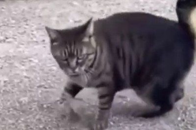 Epic Wallowing Cat Breaks the Internet with Hilarious Moves!