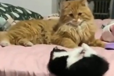 Hilarious Cat-astrophe: Watch as a Mischievous Kitty Takes a Tumble Out of Bed!