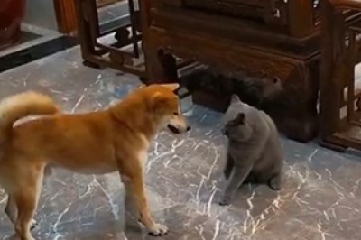 Hilarious Dog's Cunning Plan to Lure a Cat Goes Awry: This Comedy Showdown Will Keep You in Stitches!