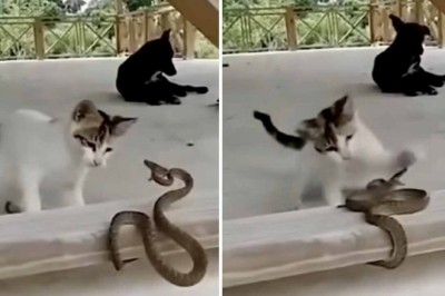Incredible Video: Fearless Cat Outsmarts Venomous Snake in Jaw-Dropping Battle!