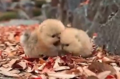 Leafy Shenanigans: Adorable Tiny Dogs Turn Autumn Leaves Into Playground!