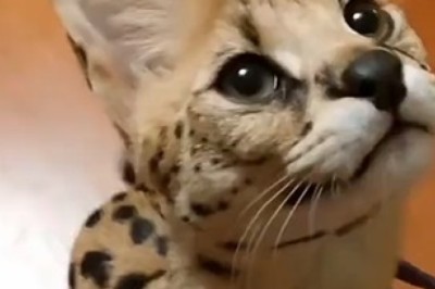 Serval or Snuggle? Hilarious Serval Cat Acts Like a Cuddlebug!