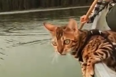 Unbelievable Fishing Skills: Cat vs. Fish in Epic Boat Battle!