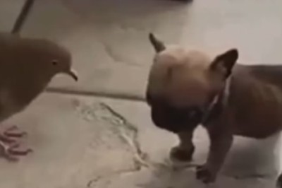 Unbelievably Adorable: Dove Shows Off Unconventional Mode of Transportation, Rides a Dog's Back!