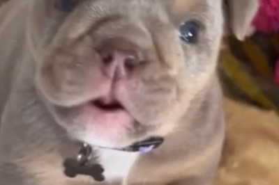 Adorable Bulldog's Slow-Motion Bark Will Leave You in Stitches!