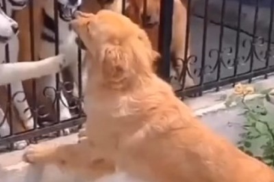 Canine Carpentry Gone Wrong: Hilarious Video of Dog Attempting To Build His Own Stairway!