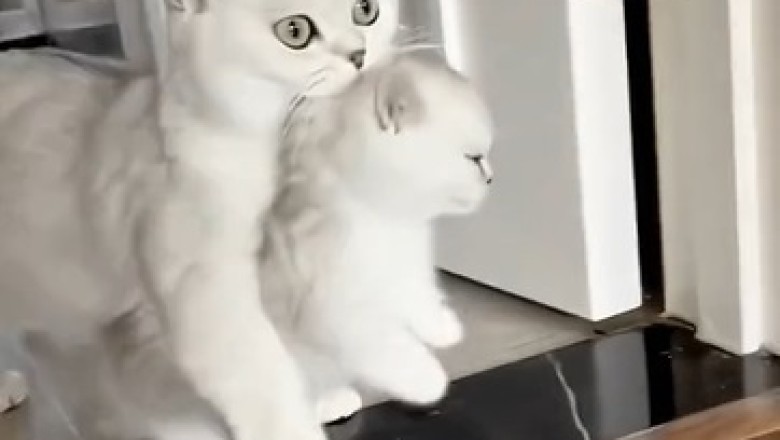 Cat Taxi Service: Hilarious Feline Transporter Brings Adorable Kitten to Its Destination!