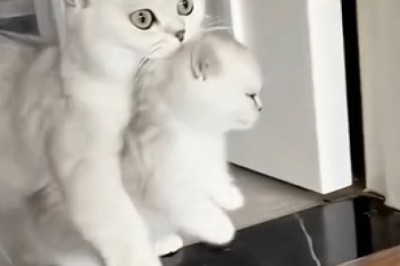 Cat Taxi Service: Hilarious Feline Transporter Brings Adorable Kitten to Its Destination!