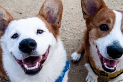 Discover the Most Captivating Dog Photography from Around the World!