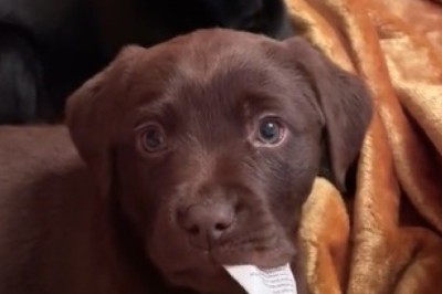 Double the Fluff, Double the Fun! Watch These Two Beautiful Small Dogs Steal Your Heart!