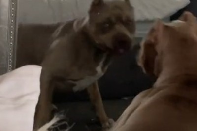 Hilarious Dog's Epic Reaction to Different Times Leaves Everyone in Stitches!