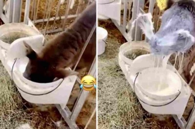 Laugh Out Loud: Donkey, Calf, Dog, and Fish Unleash Hilarious Chaos!