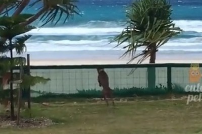 Laugh Until You Cry: Hilarious Compilation of Funny Animal Clips Will Have You in Stitches!