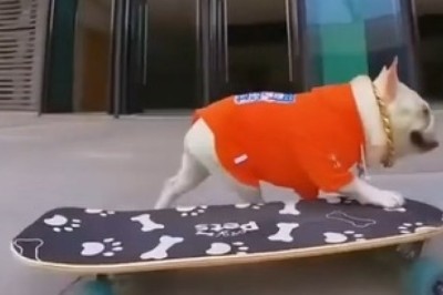 Pawsome Pup Hits the Slopes: Watch This Adorable Dog Go Skiing with Style!
