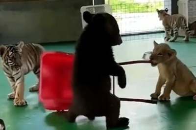The Ultimate Showdown: Tiny Bear vs. Tiny Tiger in an Adorably Fierce Quarrel!
