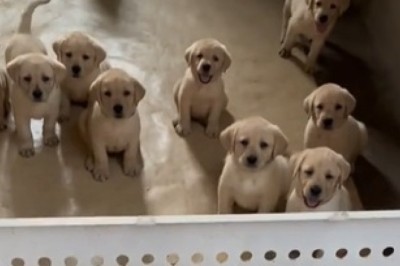 Tiny Pooches' Big Appetites: Hilarious Video of Small Dogs Having an Epic Food Time!