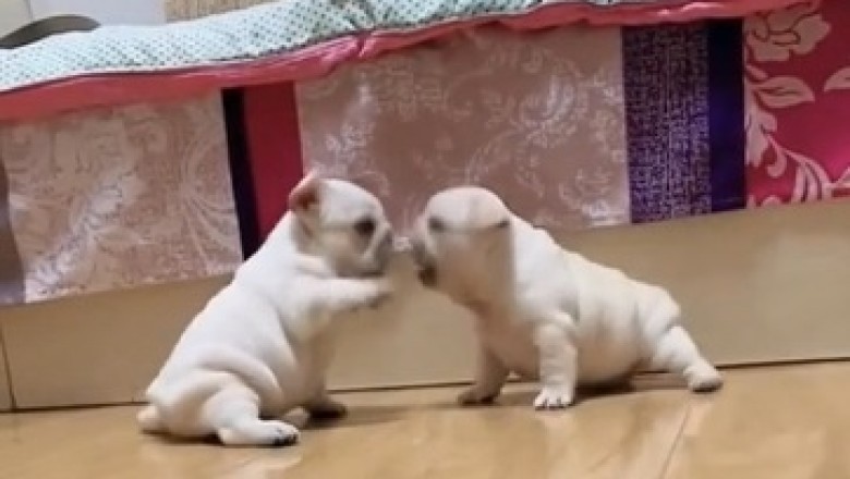 Tiny Troublemakers Unleash Cuteness in Epic Friction: A Hilarious Battle of 2 Small Dogs!