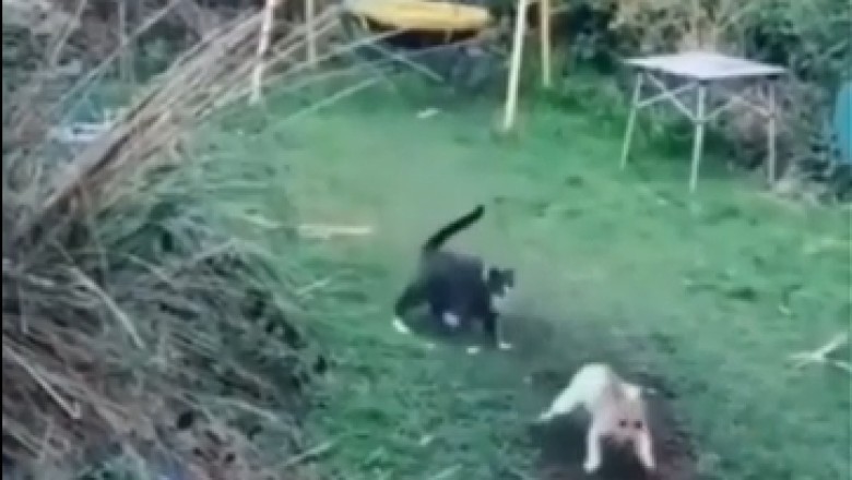 Claws vs. Paws: Epic Cat vs. Dog Battle Will Leave You in Stitches!