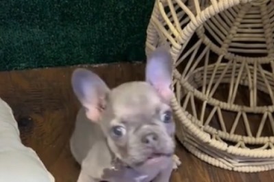 Cuteness Overload: Adorable Small Dog Steals Hearts Everywhere!