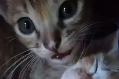 Heartwarming Moments: Cat's Unparalleled Love and Care for a Tiny Kitten Will Melt Your Heart!