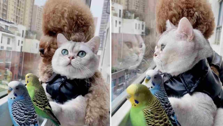 Heartwarming Video of Unlikely Friendship Between Cat, Dog, and Birds