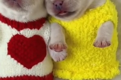 Heartwarming Video: Two Small Dogs Find Pure Bliss in Peaceful Slumber!