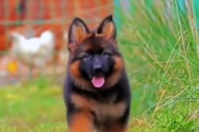 Hilarious Hijinks: This Adorable Small Shepherd Will Leave You in Stitches!
