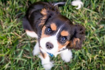 The Therapeutic Power of Cute Dog Photos: Improving Mental Health Through Virtual Canine Companionship