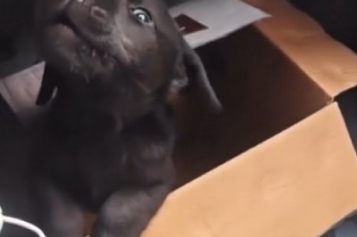 Touching Video: Small Dog's Emotional Outpouring While Waiting Alone in a Car!