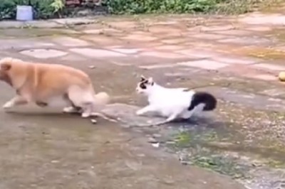 Ultimate Showdown: Dog vs. Cat - Who Will Reign Supreme?