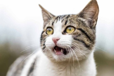 Cats Found to Have 276 Different Facial Expressions: New Research