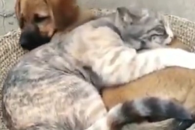 Hilarious and Heartwarming: Watch Pets Showing Unbelievable Love for Each Other!