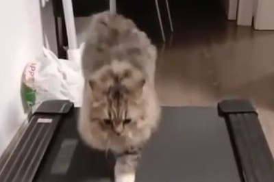Hilarious Cat Takes Over Treadmill! Watch the Furry Fitness Guru in Action!