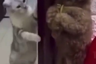 Hilarious Dog Interrupts Neighbor's Cat Nap with Unforgettable Knocking Skills! This Video Will Leave You Rolling with Laughter!