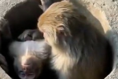 Hilarious Monkey Nanny: When Big Monkeys Take on Nurturing Duties!