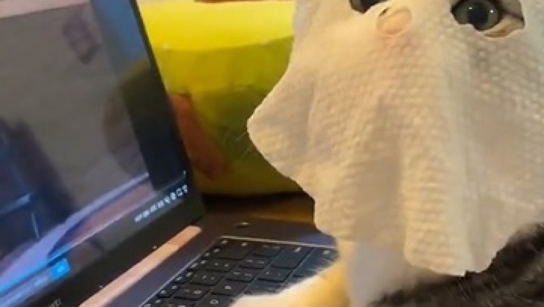 Hilarious Video Alert: Watch as a Masked Cat Hilariously Gets Hooked on Watching a Computer Screen!
