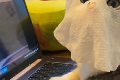 Hilarious Video Alert: Watch as a Masked Cat Hilariously Gets Hooked on Watching a Computer Screen!