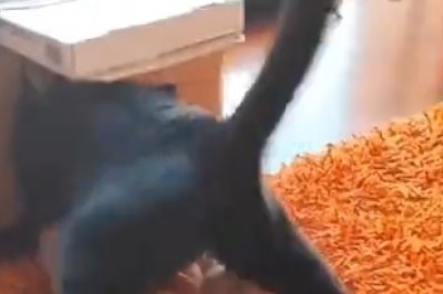 Laugh-Out-Loud Moments: Prepare for Side-Splitting Laughter with these Hilarious Pet Clips!