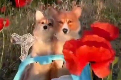 Puppy Love at its Finest: Watch Two Hilariously Romantic Dogs Steal Hearts in the Funniest Way!