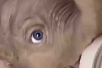 Small Animals' Hilarious Adventures: Lessons in Caring Wrapped in Endless Laughter!